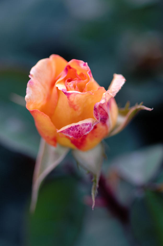 ROSE #3