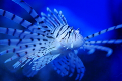 lionfish