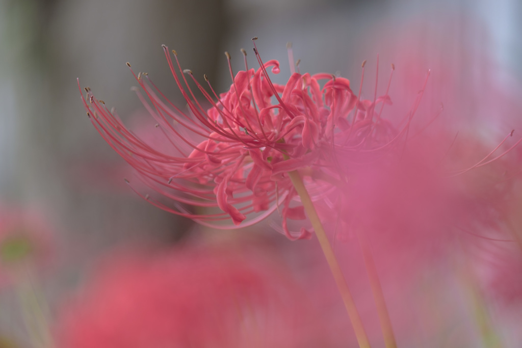 red spider lily