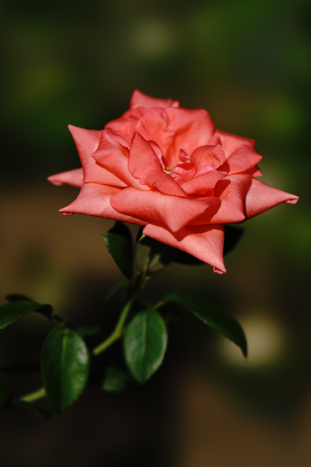 summer rose