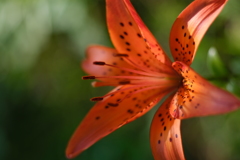 tiger lily