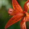 tiger lily