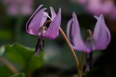 Dogtooth violet