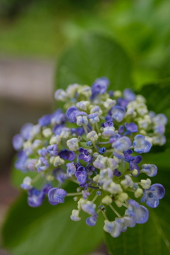 雫 <droplet>