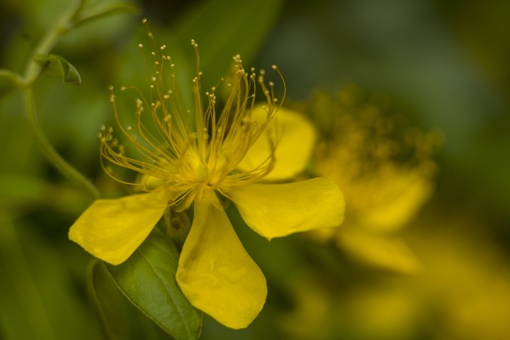 Hypericum