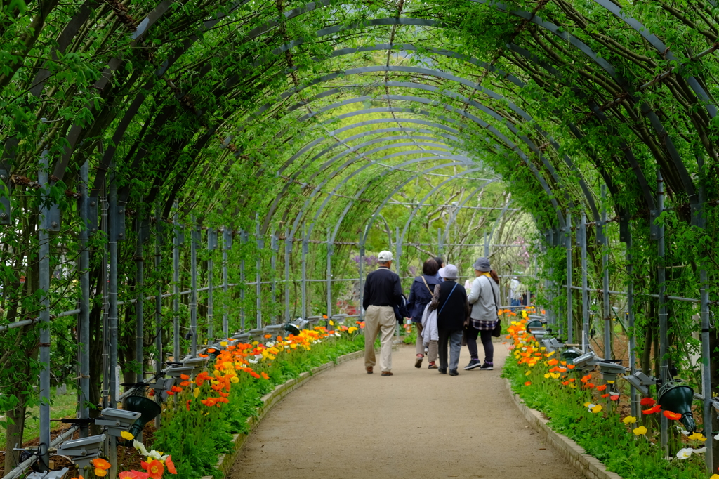 Green Tunnel （緑のトンネル）