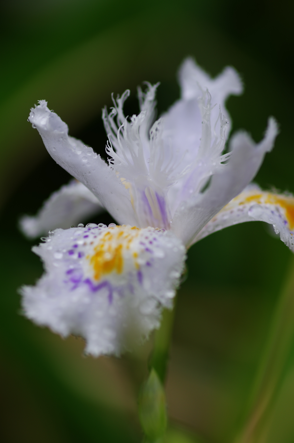 Iris japonica