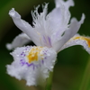 Iris japonica