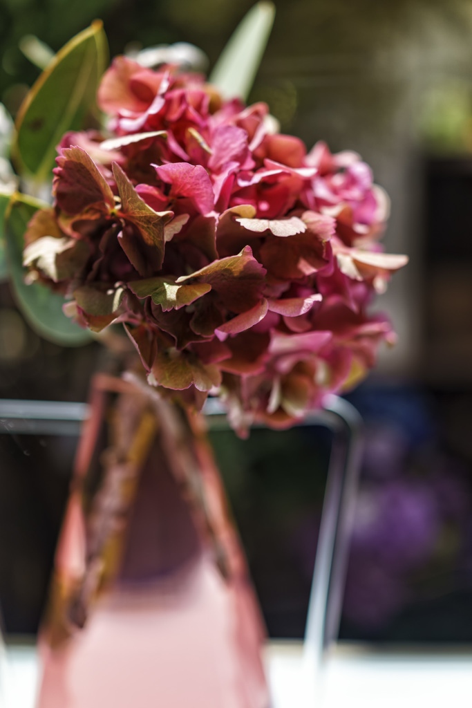 hortensia