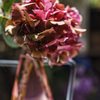 hortensia