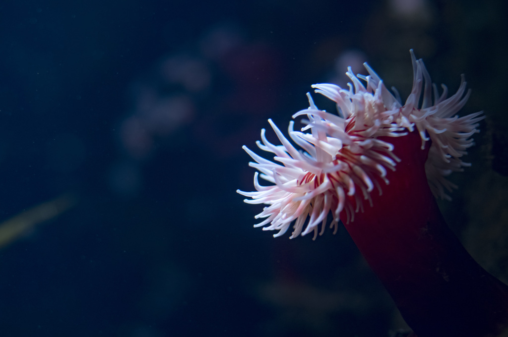 Sea Anemone #2 （イソギンチャク）