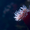 Sea Anemone #2 （イソギンチャク）
