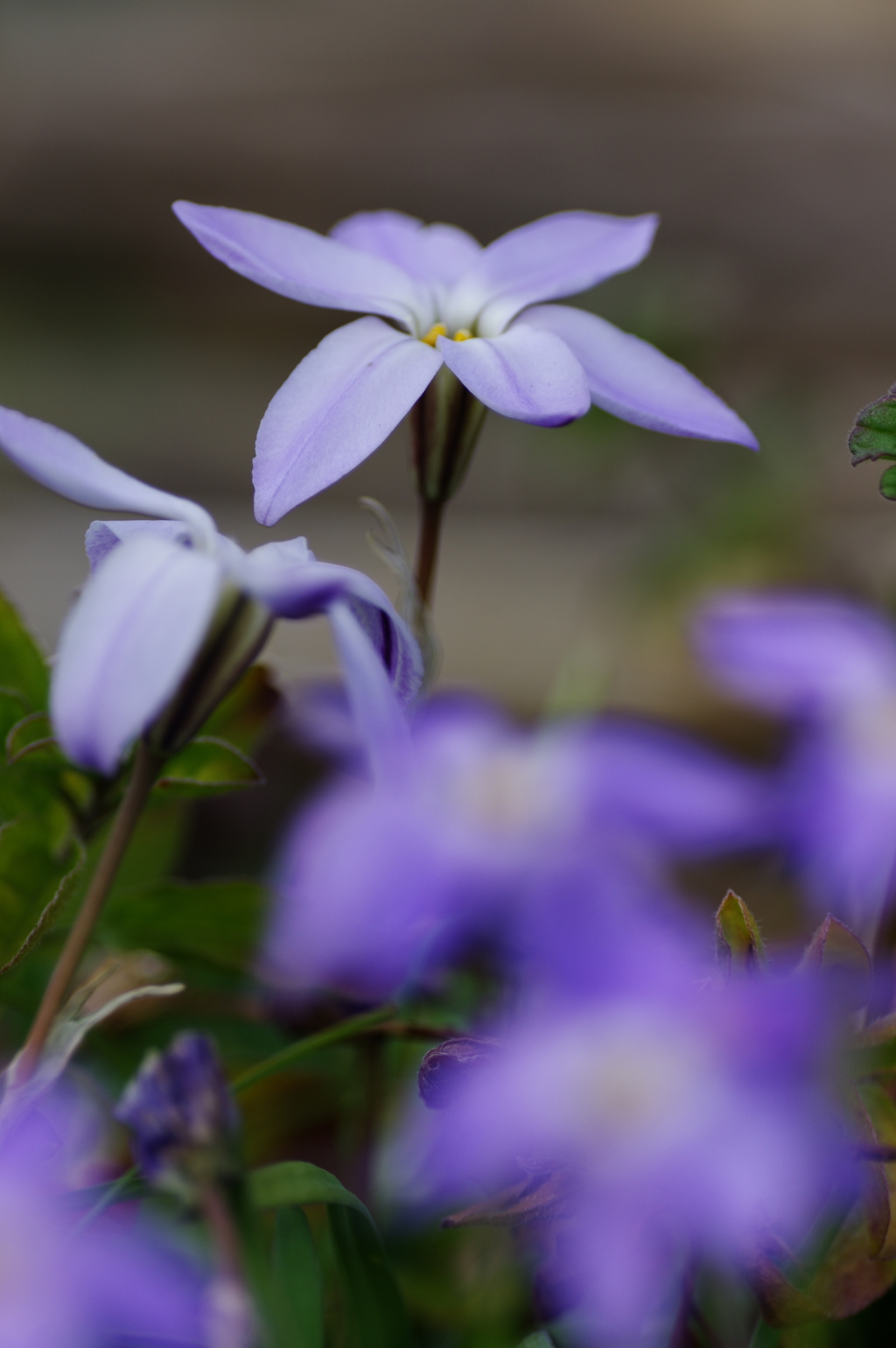 Spring Starflower