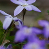 Spring Starflower