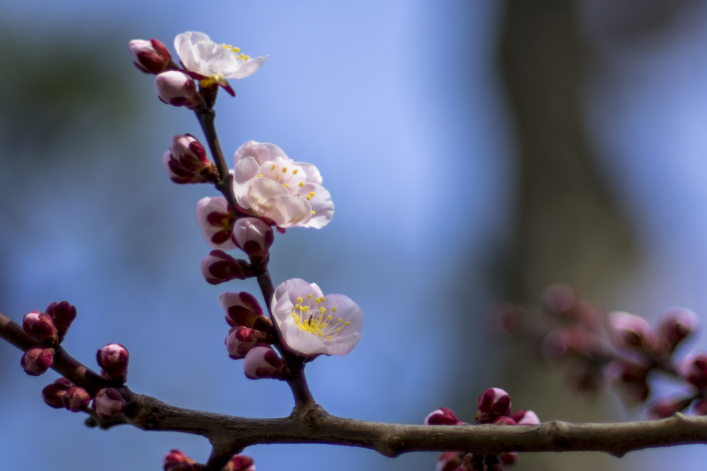 breath of spring