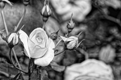ROSE in black & white