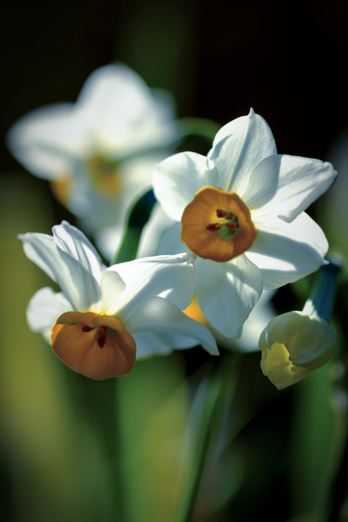 Narcissus