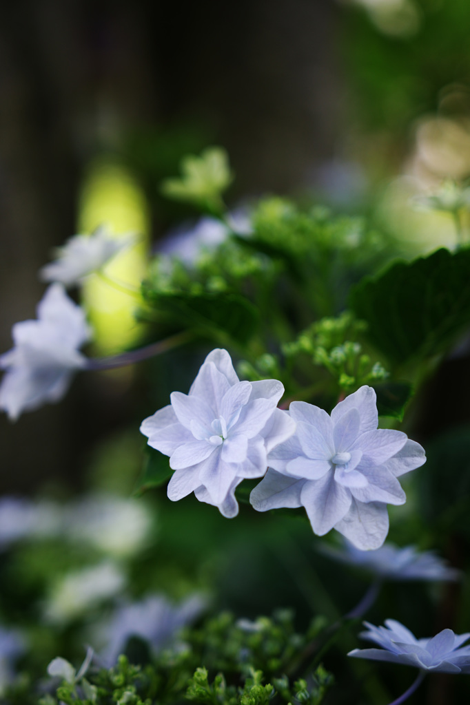 シチダンカ（七段花）