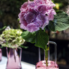 hydrangea