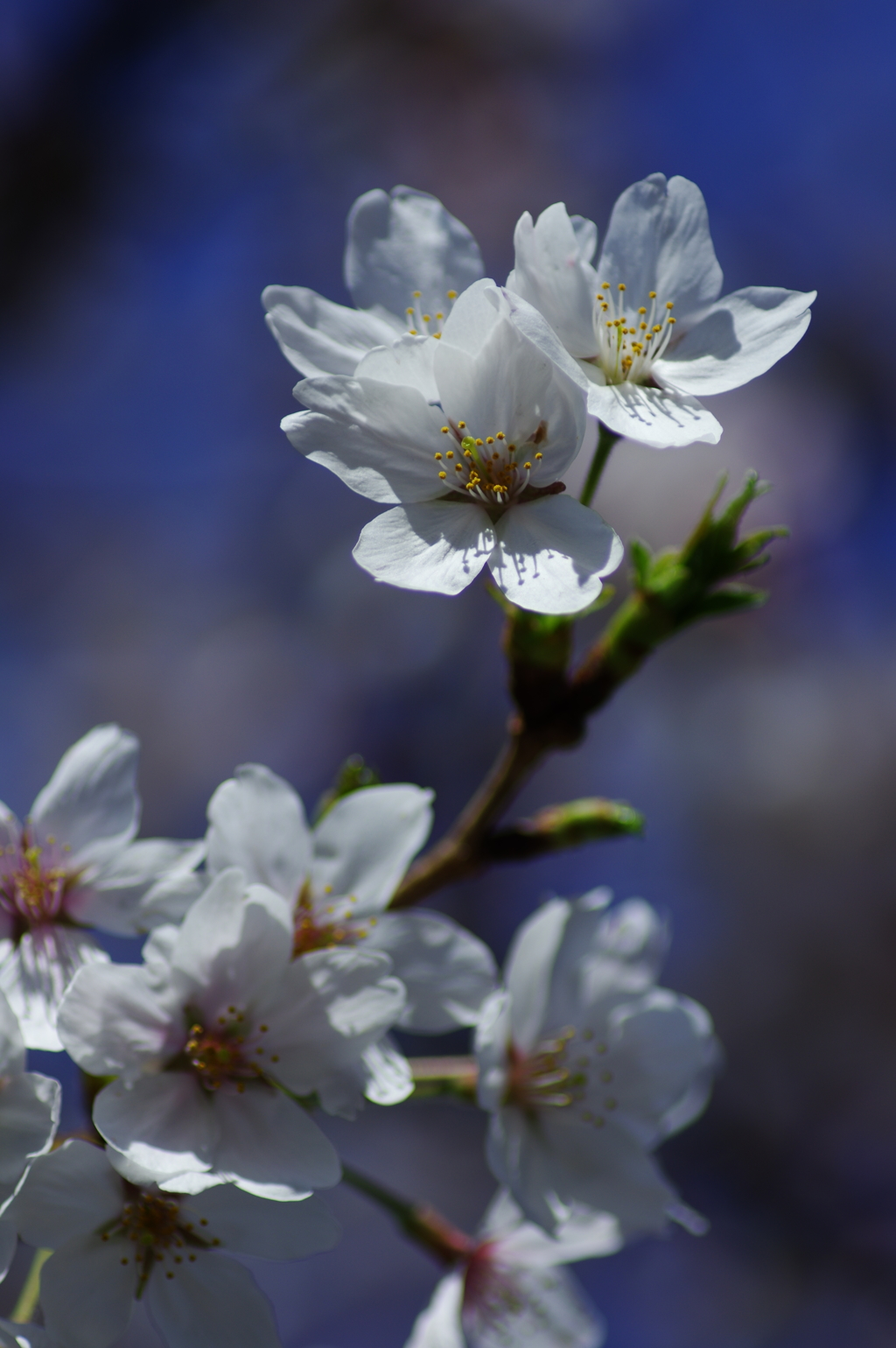 in full bloom