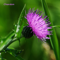 Chardon