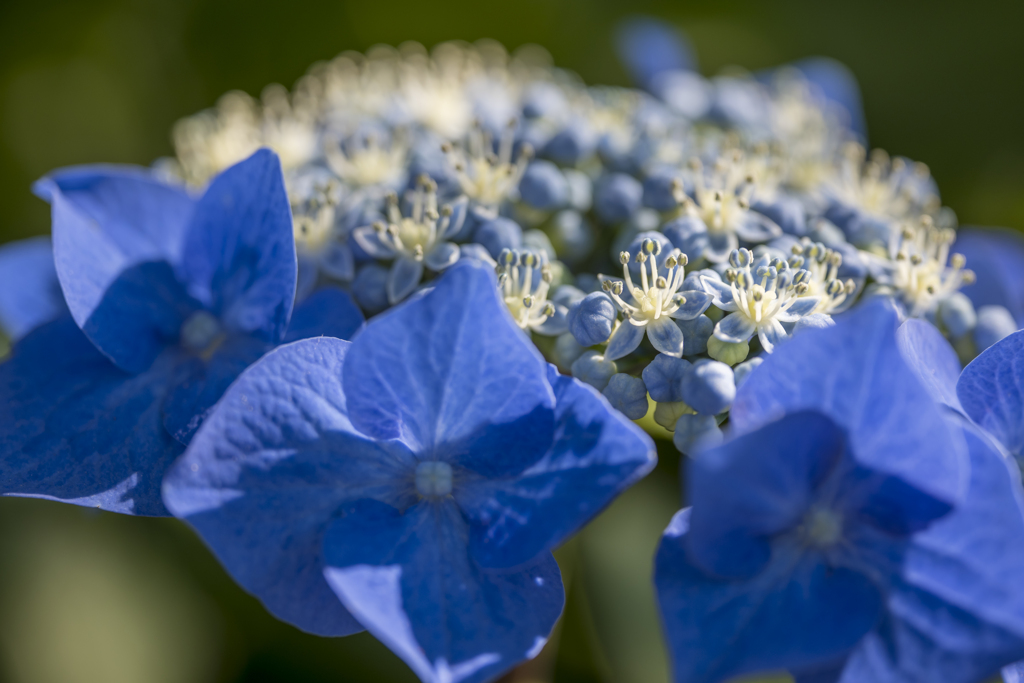 blue hydrangea