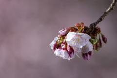 a light shade of pink