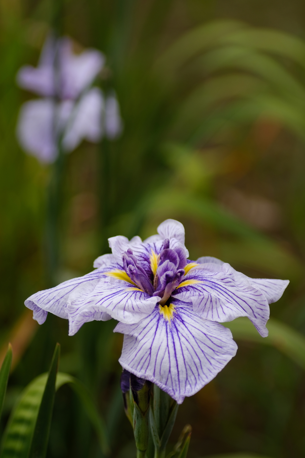 花奴