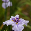 花奴