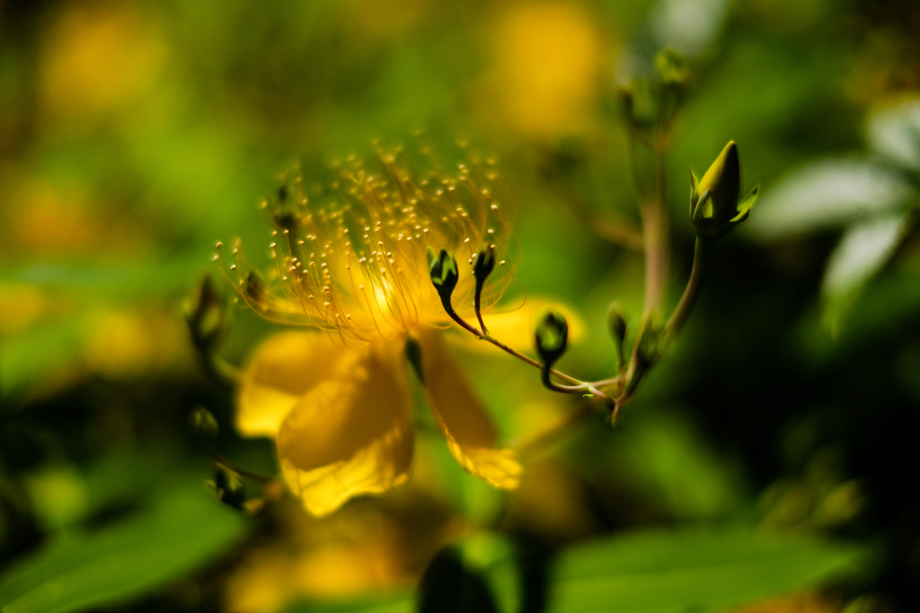 路傍の花