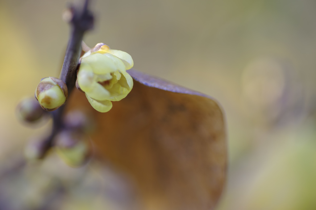 wintersweet