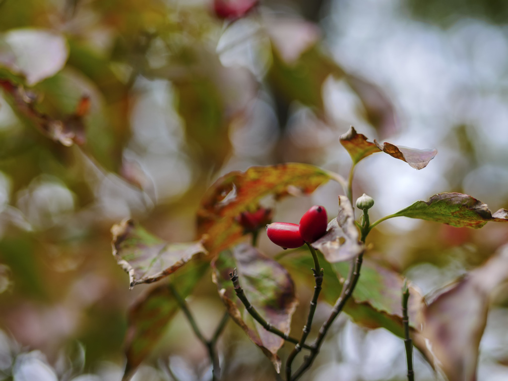 小さい秋、見～つけた