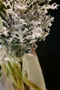 Dusty Miller