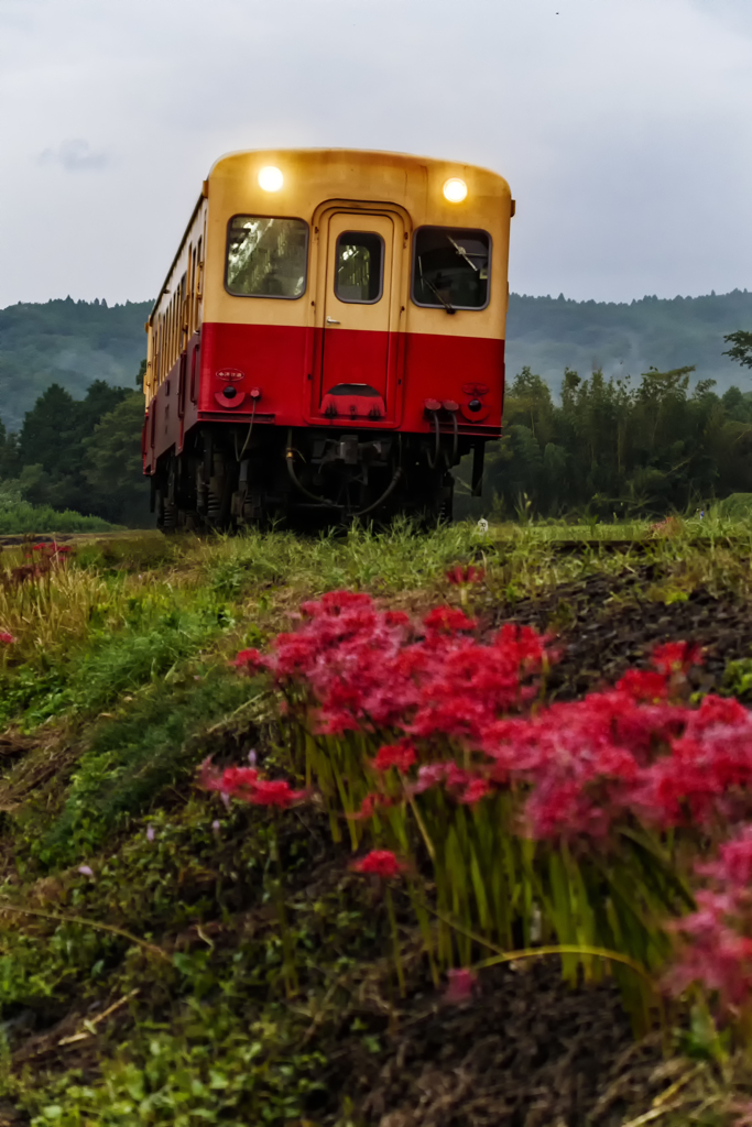 lycoris