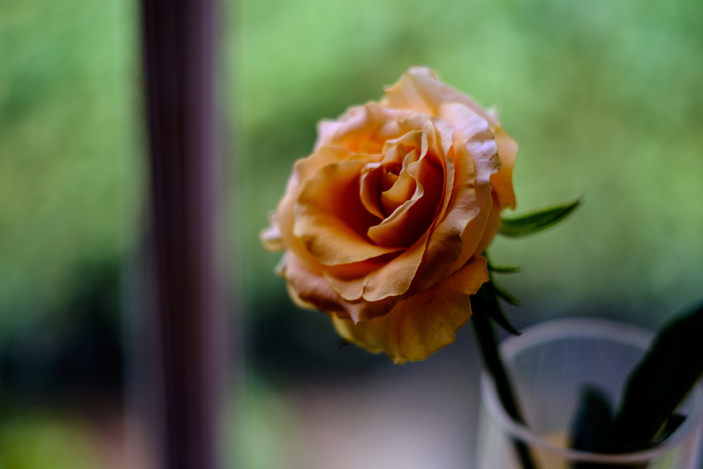 薔薇のように咲いて