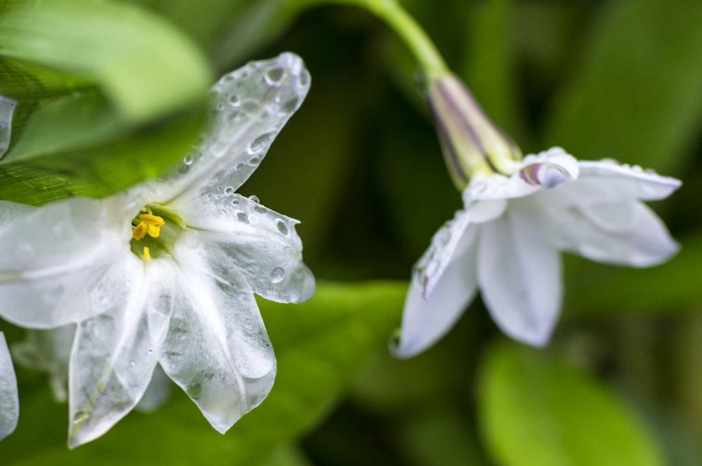 透明花 By フジペンタ Id 写真共有サイト Photohito