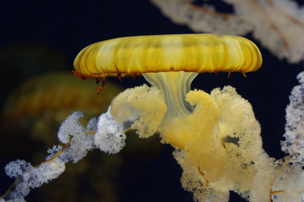 Unidentified Flying (Swimming?) Object