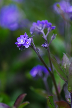 Forget-Me-Not 
