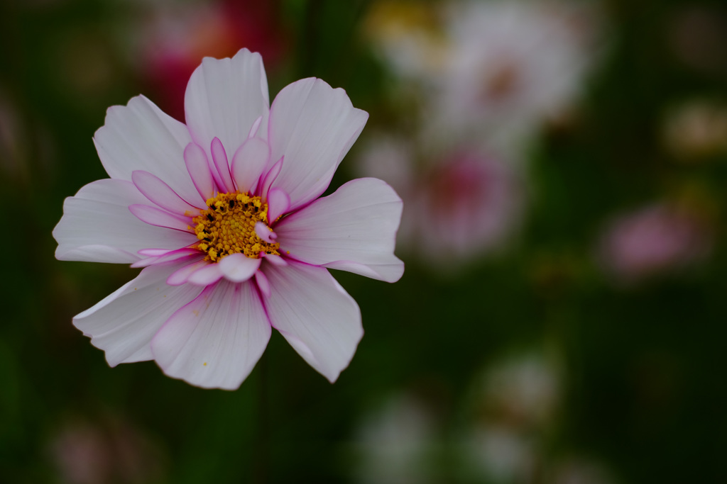 花の中に花