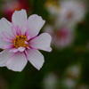 花の中に花