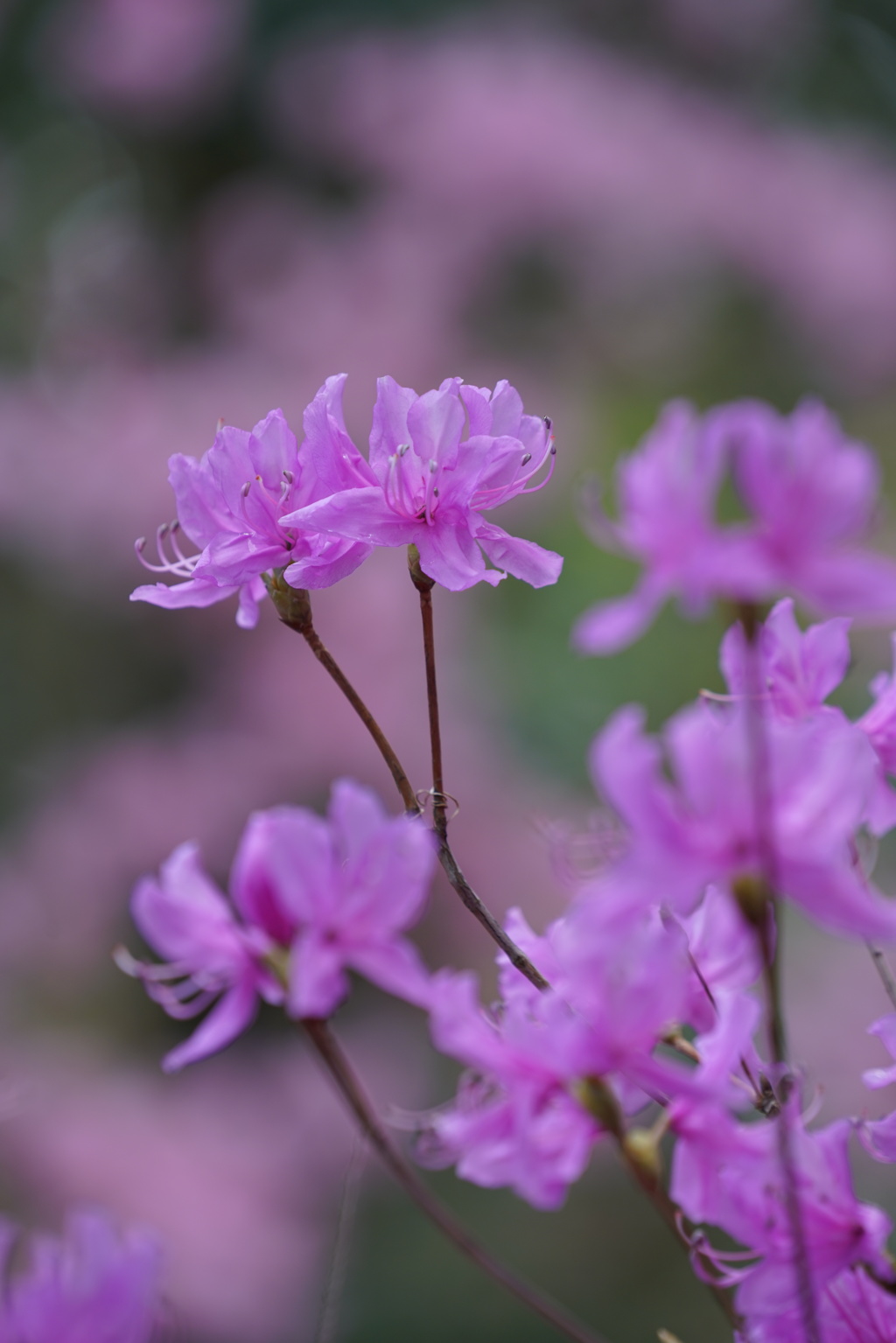 Primavera