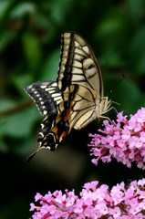 Swallowtail （スワローテイル）