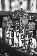 The Eternal Hydrangea