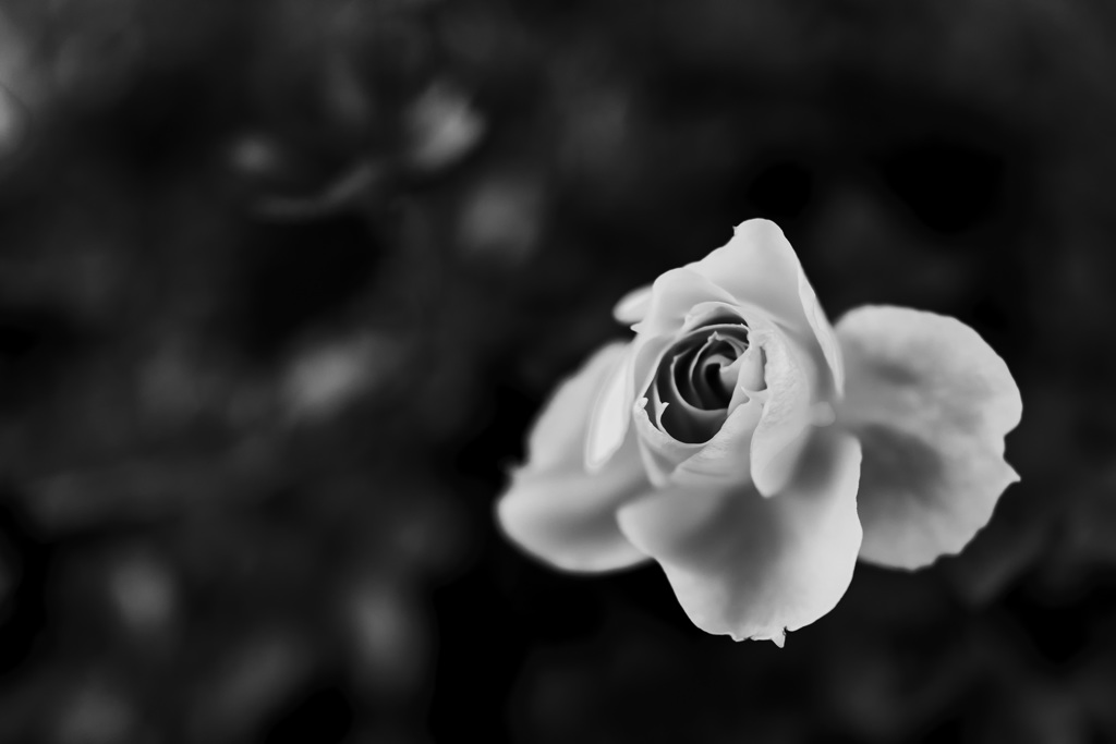 Monochrose #1