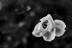 Monochrose #1