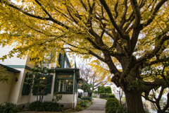 黄葉とブラフ18番館