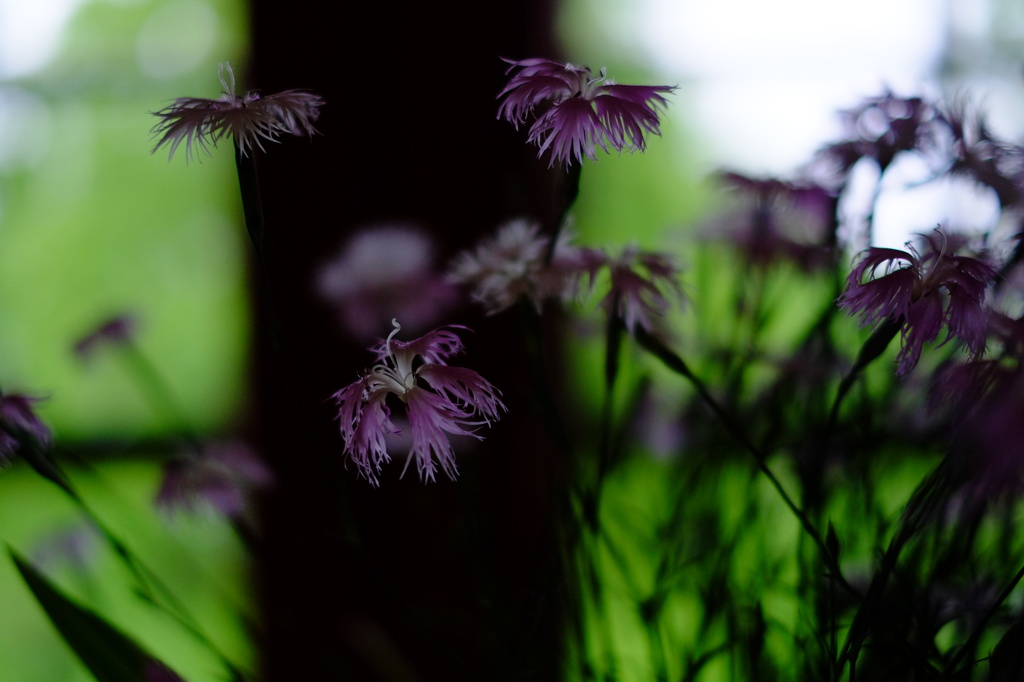 Purple in the dark