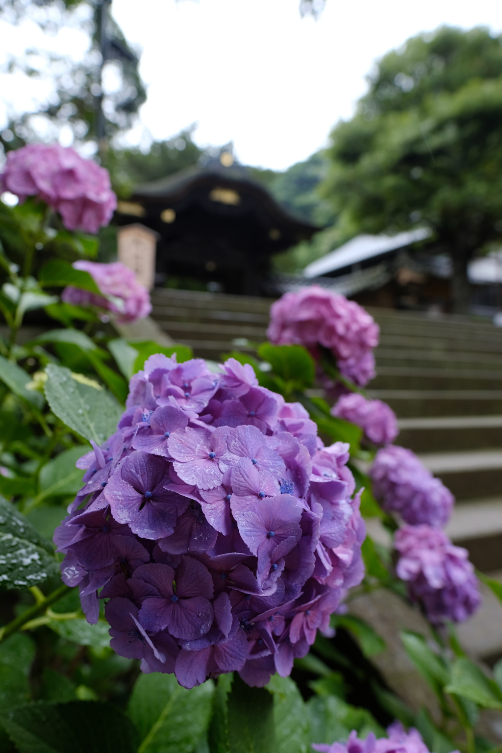 雨の北鎌倉 ＜円覚寺＞