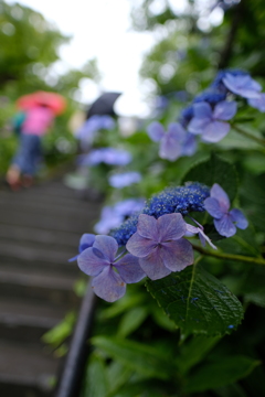 雨の北鎌倉 ＜東慶寺＞