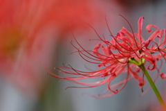 red spider lily